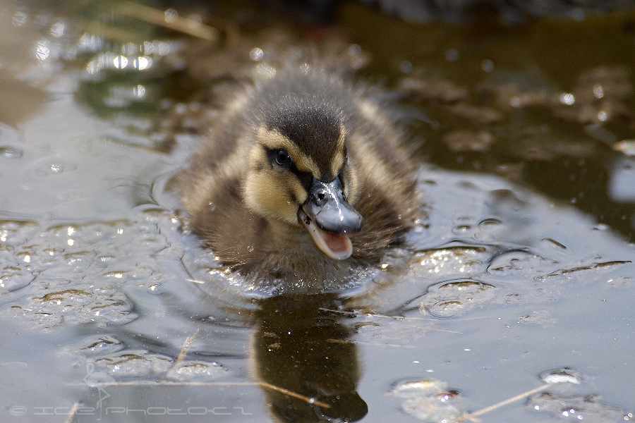 ICE_ZOO_PRAHA_0006