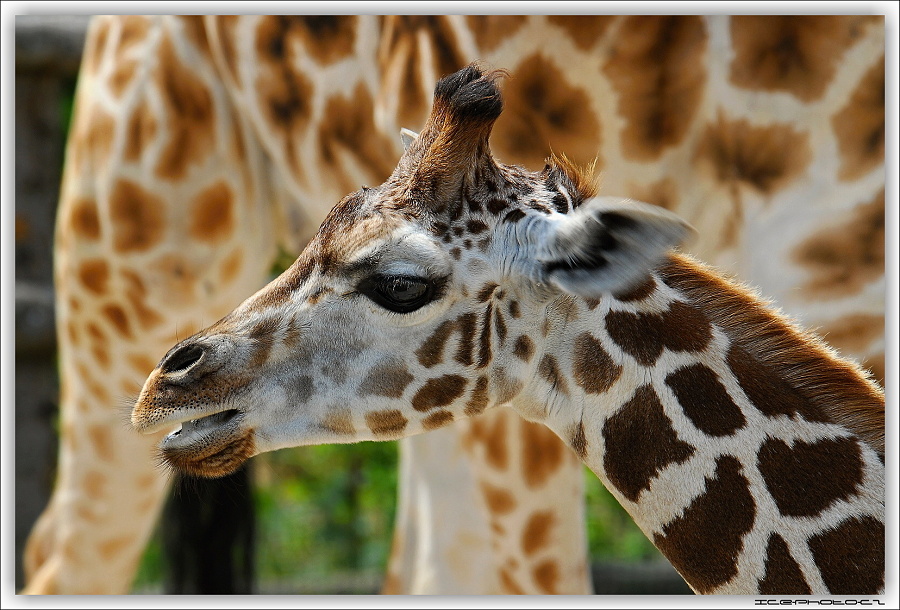 ICE_ZOO_PRAHA_001