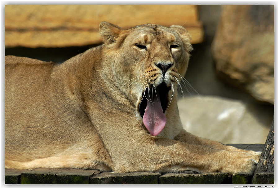 ICE_ZOO_PRAHA_015