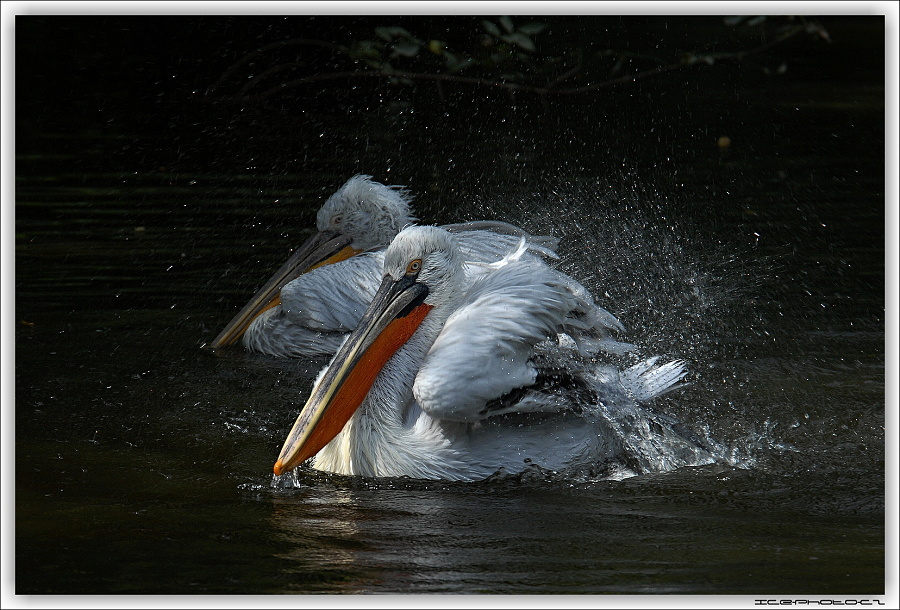 ICE_ZOO_PRAHA_0026