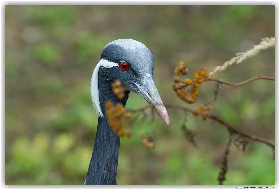 ICE_ZOO_PRAHA_0022