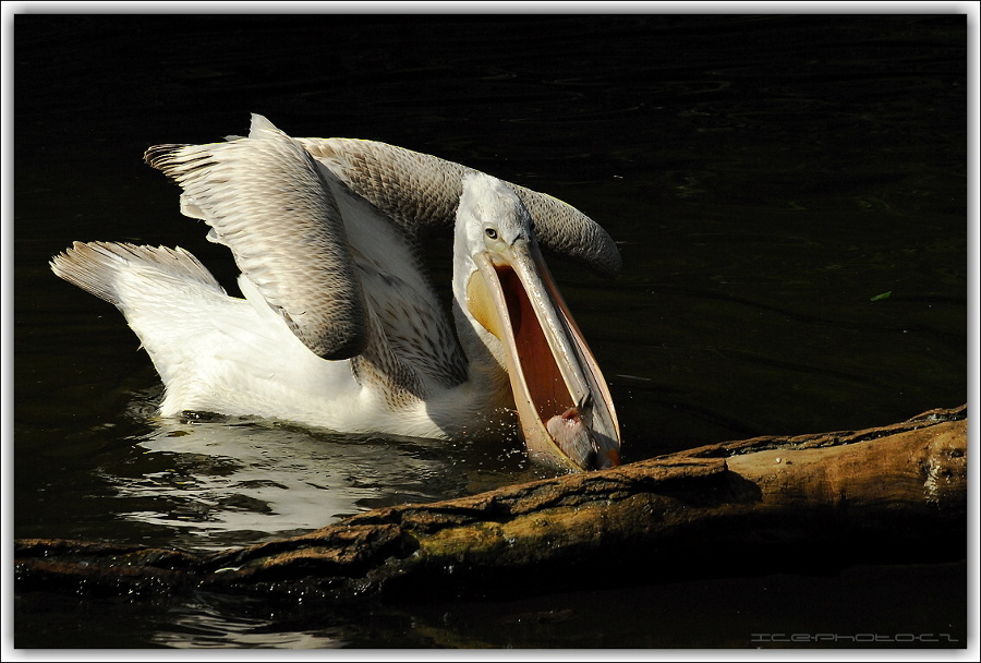 ICE_ZOO_PRAHA_0016