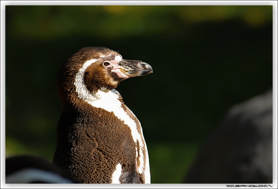 ICE_ZOO_PRAHA_0011