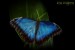 MYSTIC OF NATURE 22