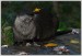 ICE_ZOO_PRAHA_022