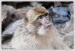 ICE_ZOO_PRAHA_031