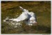 ICE_ZOO_PRAHA_0008